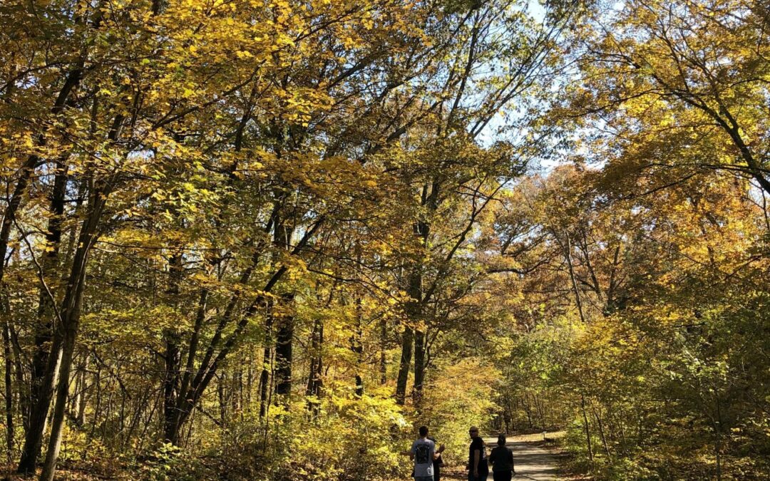 People walking on forest path in autumn.